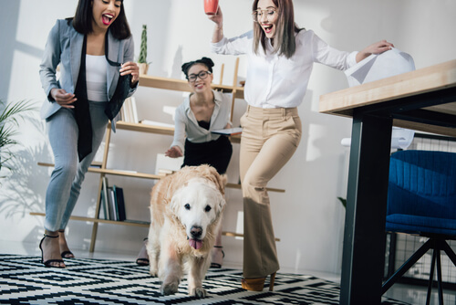 Dog in office with 3 young women