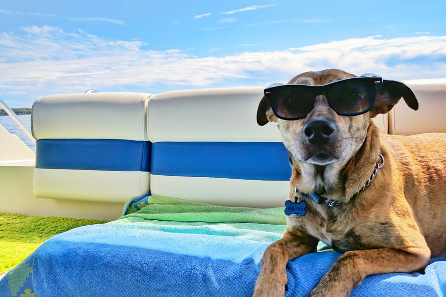 dog on holidays, pet travel safety, wearing sunglasses