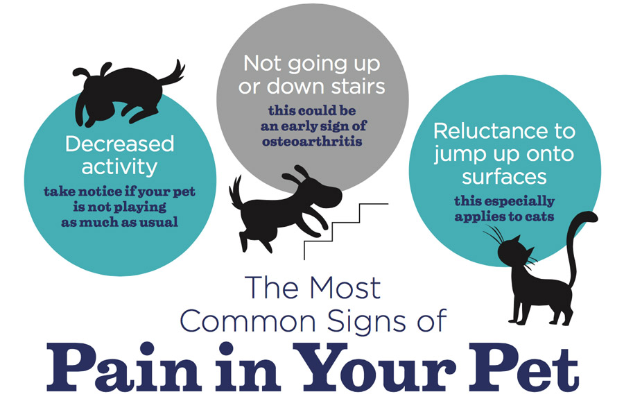animal pain awareness poster