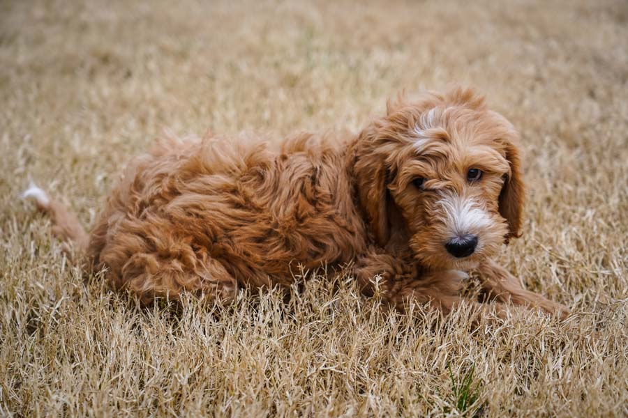 brown curly-haired dog in grass summer
