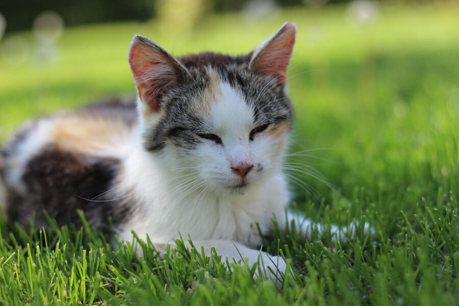 cat in grass, parasite prevention