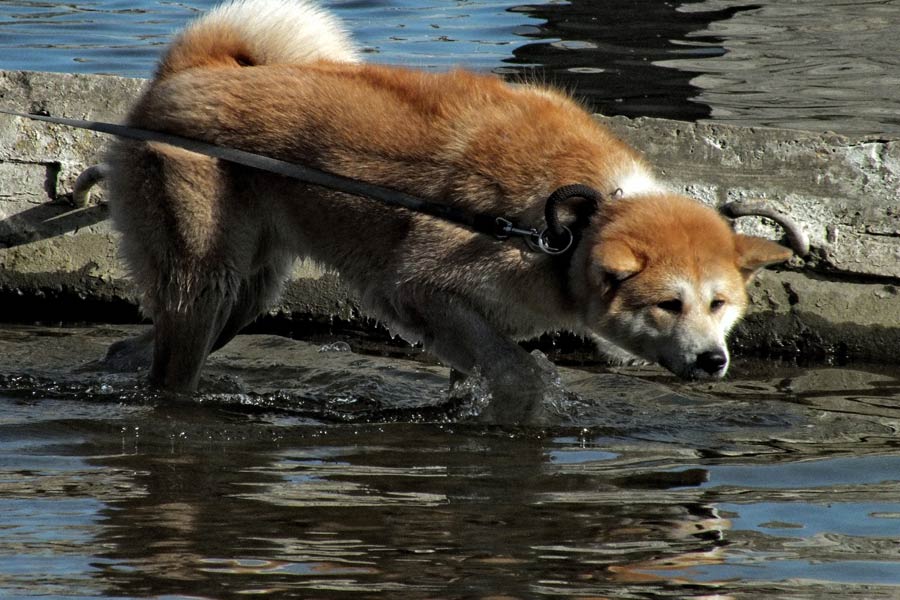 dog on lead near water