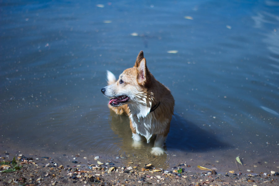 small dog in water | algae toxicity warning