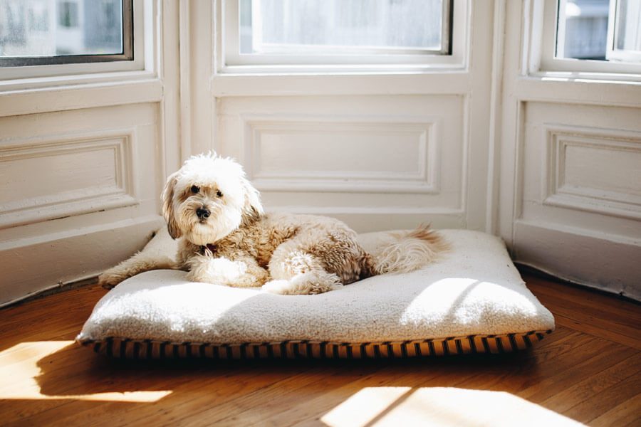 dog in dog bed, parasite prevention