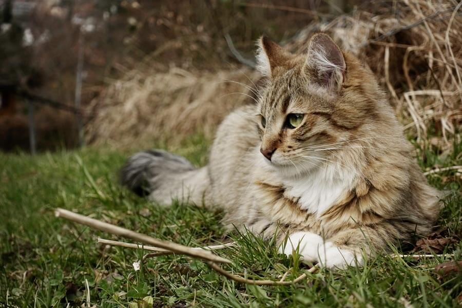 tabby cat lying outdoors