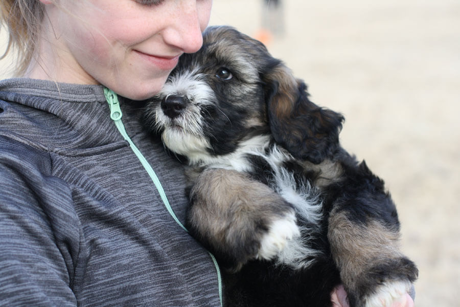 girl holding puppy