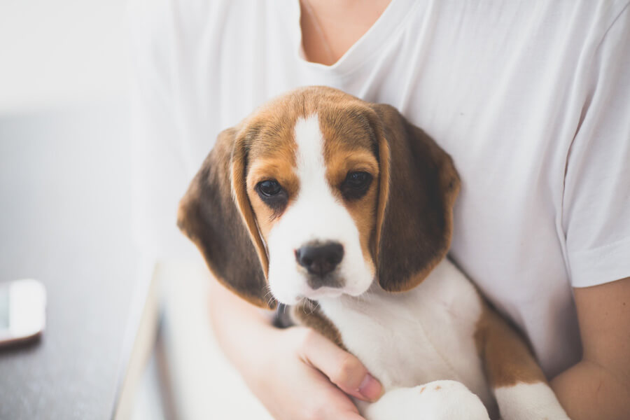 Man holding beagle in his arms