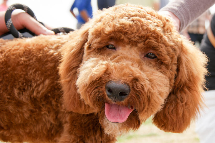 brown curly-haired dog
