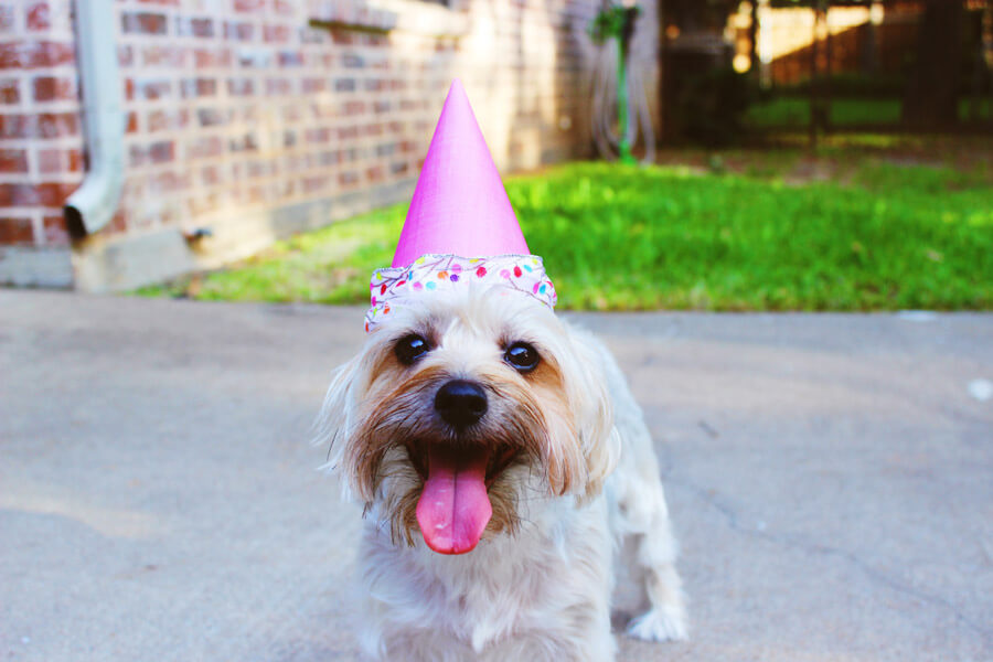 white dog wearing party hat, dog birthday