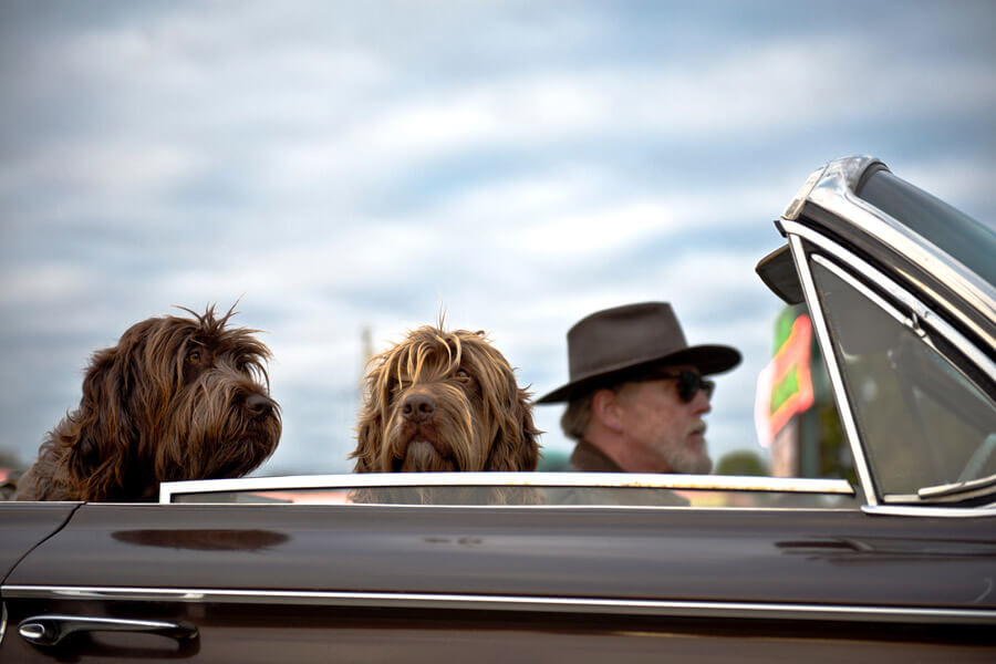 pet humanisation, dogs riding in convertible car