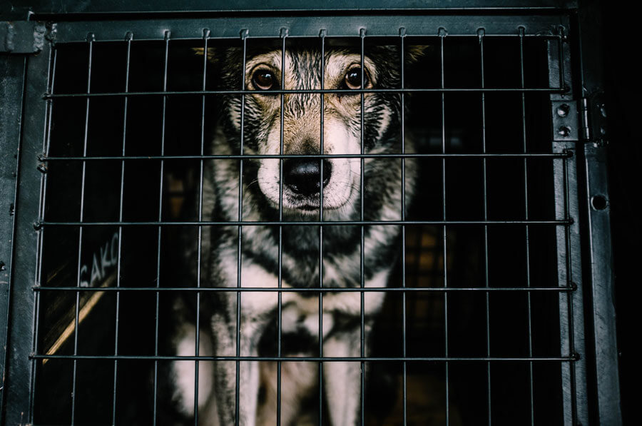 black and white dog in cage