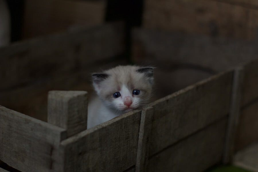 abandoned kitten in a box