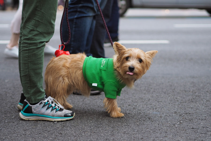 small, brown dog wearing green coat on lead