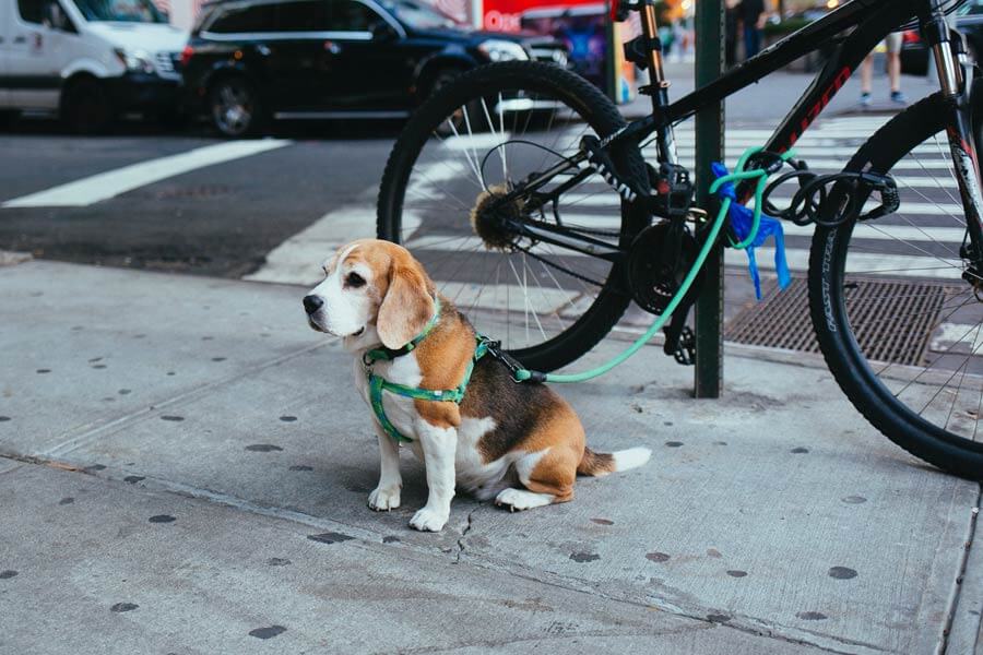 beagle sitting on pavement next to bike, positive dog training