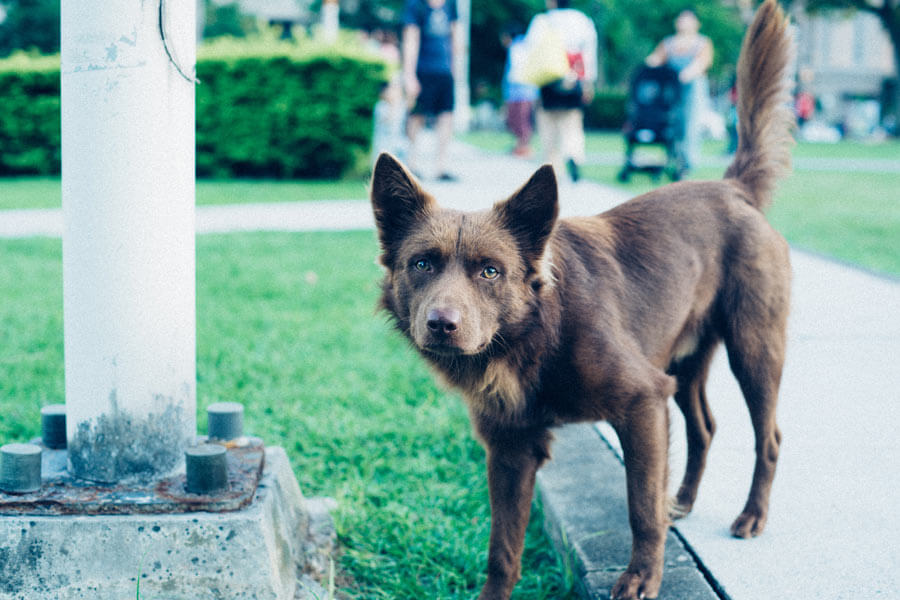 brown dog standing next to metal lamppost