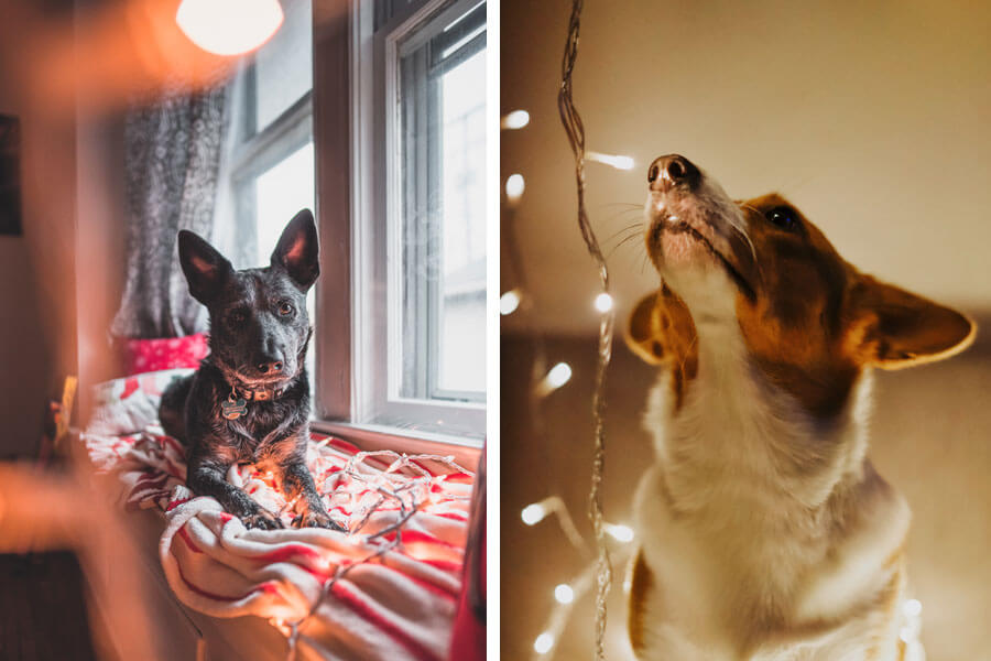 dogs with stringed lights
