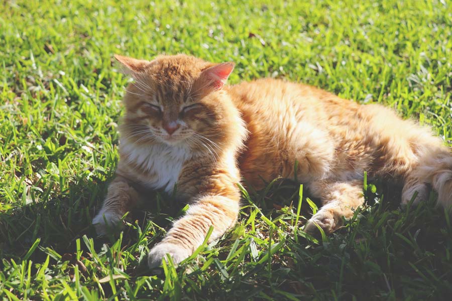 ginger cat lying on grass in the sun