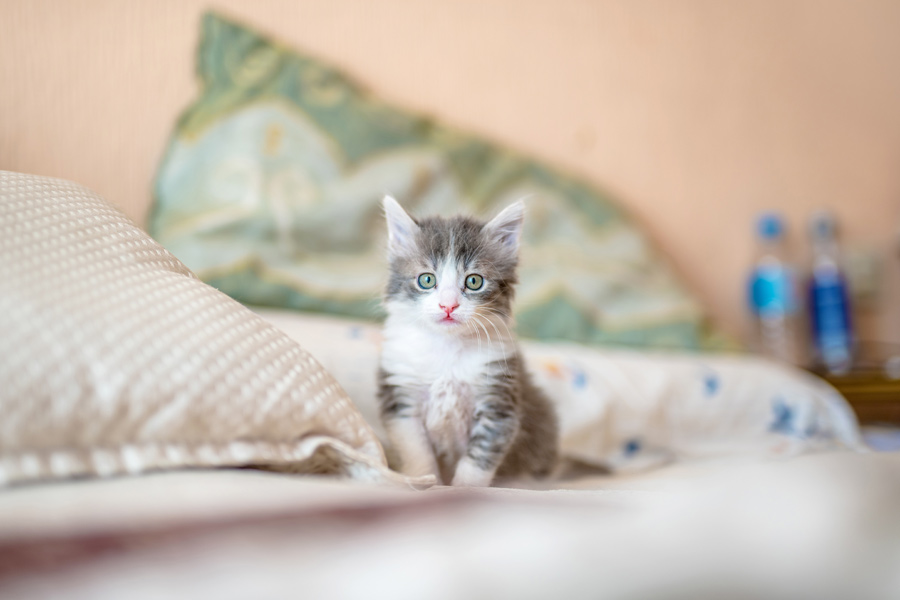 grey and white kitten on bed