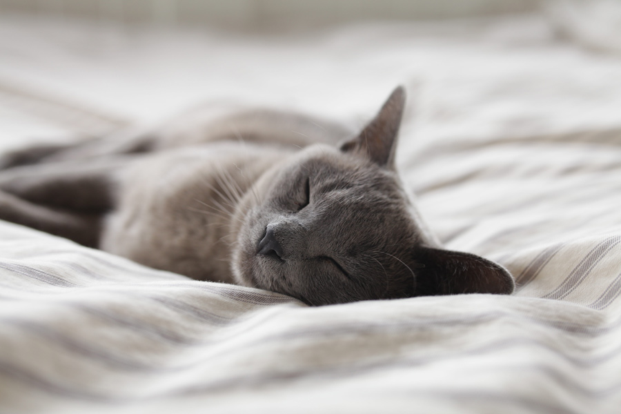 Russian blue cat sleeping on bed, heart disease in cats