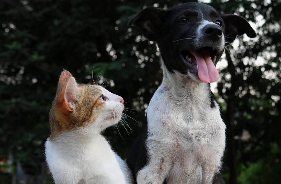 cat and dog sitting outdoors