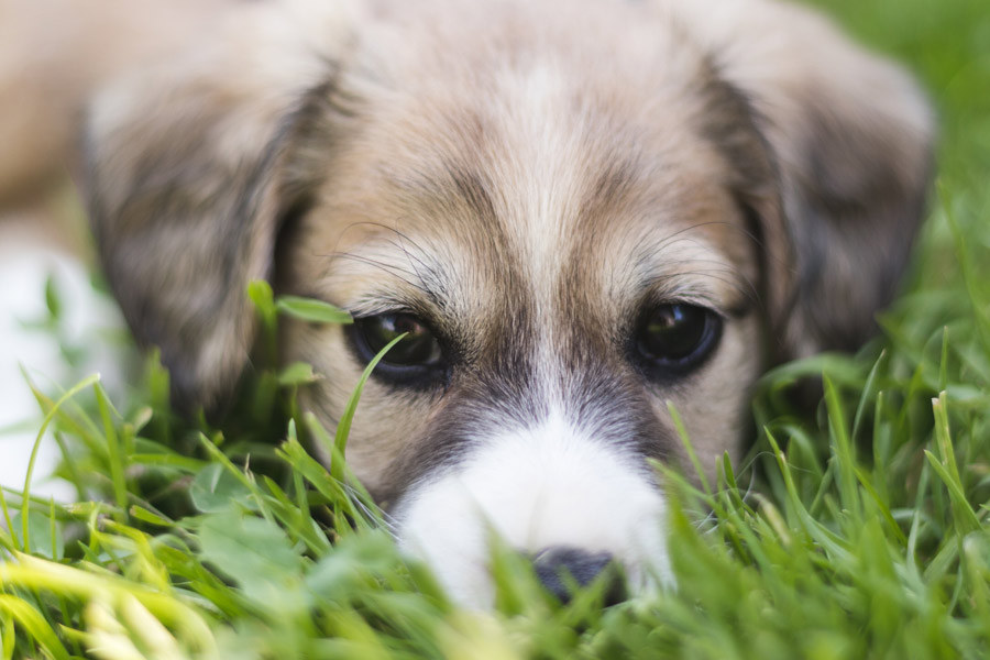 grey and white puppy in grass