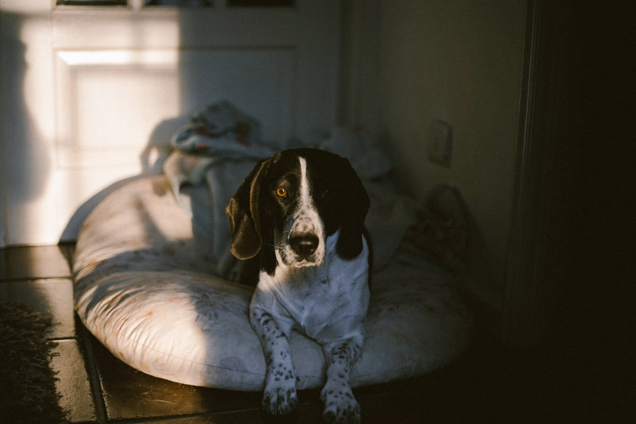 short-coated dog on bed