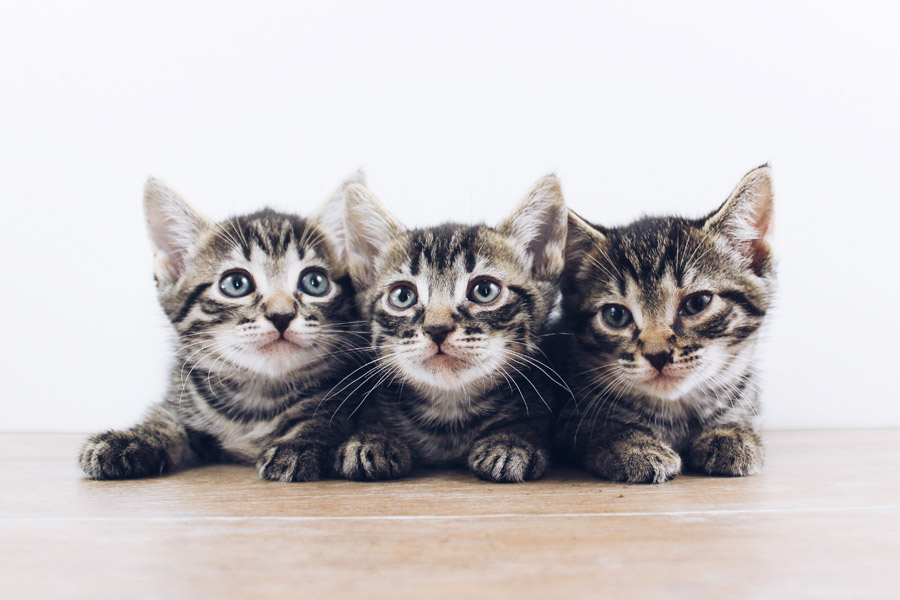 three grey and white kittens