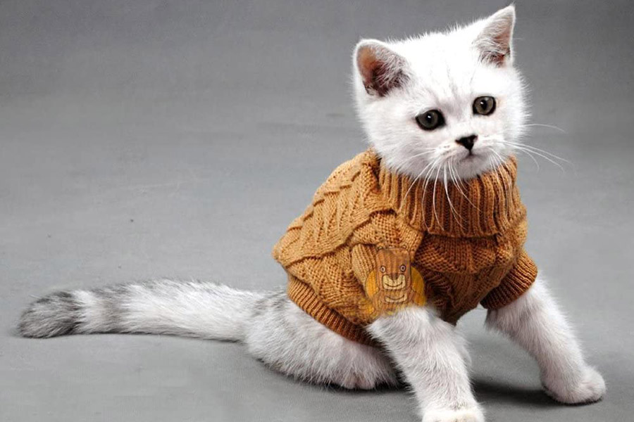 kitten wearing brown jumper