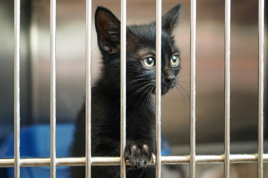 black kitten in cage