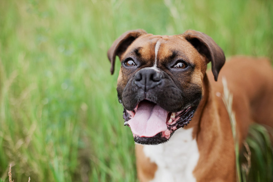 Boxer dog standing in the grass