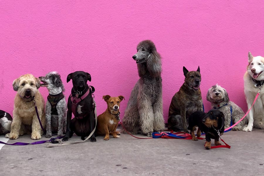 different breeds of dog sat against pink wall