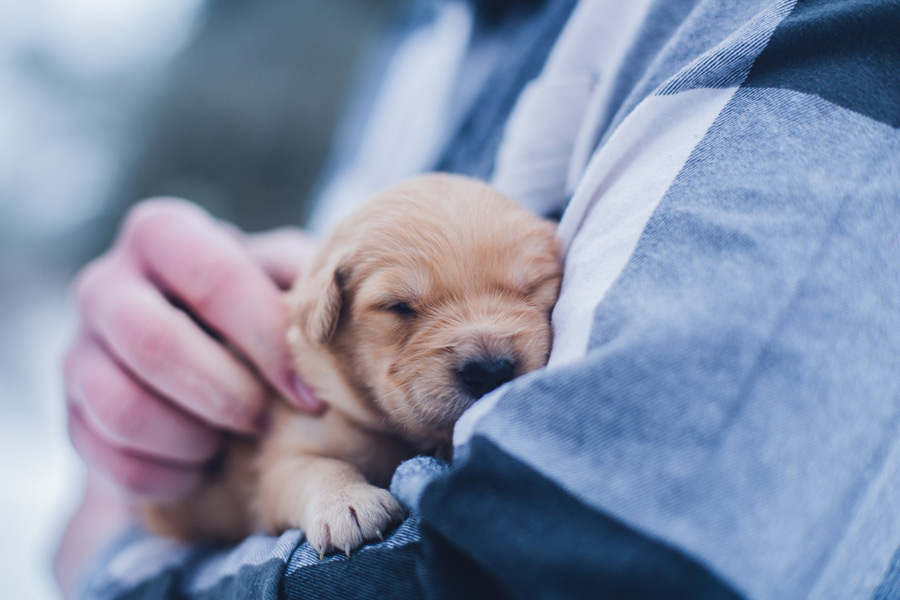 puppy in human's arms