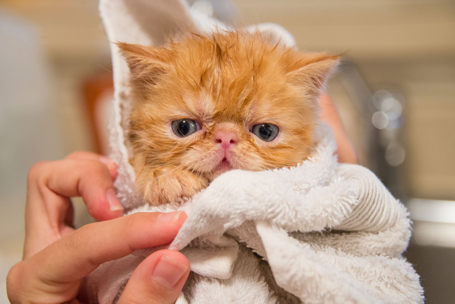 sick cat wrapped in a towel