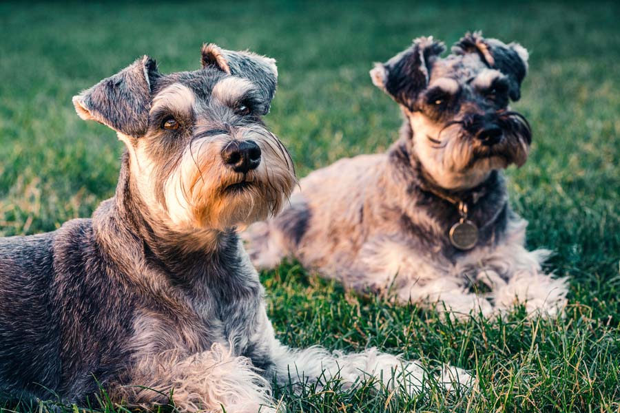 two similar schnauzer dogs, pet cloning
