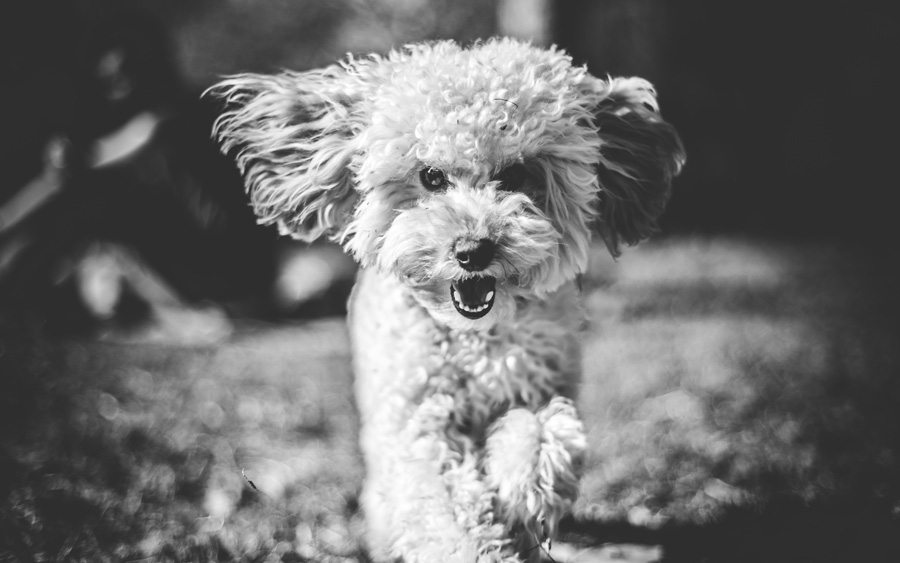 small white dog photographed in black and white