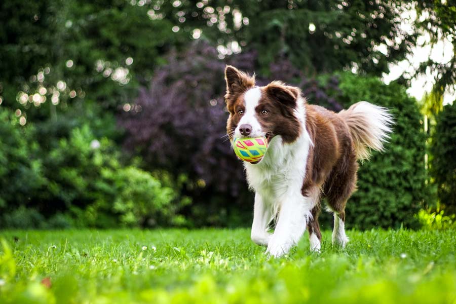brown and white dog with ball, outdoors