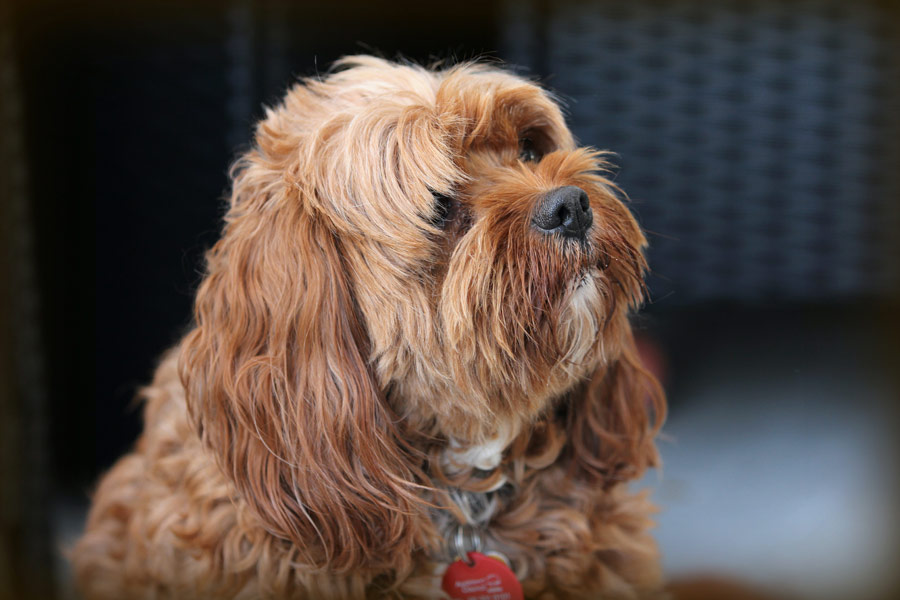 cavoodle, National Mutt Day