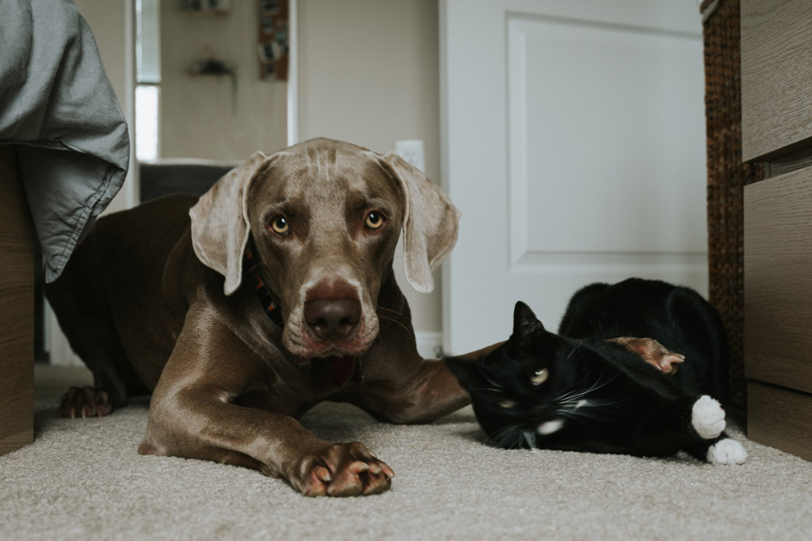 grey dog lying next to black cat, cat and dog don't get along
