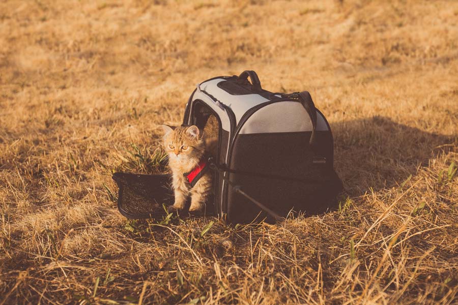 kitten in carry case
