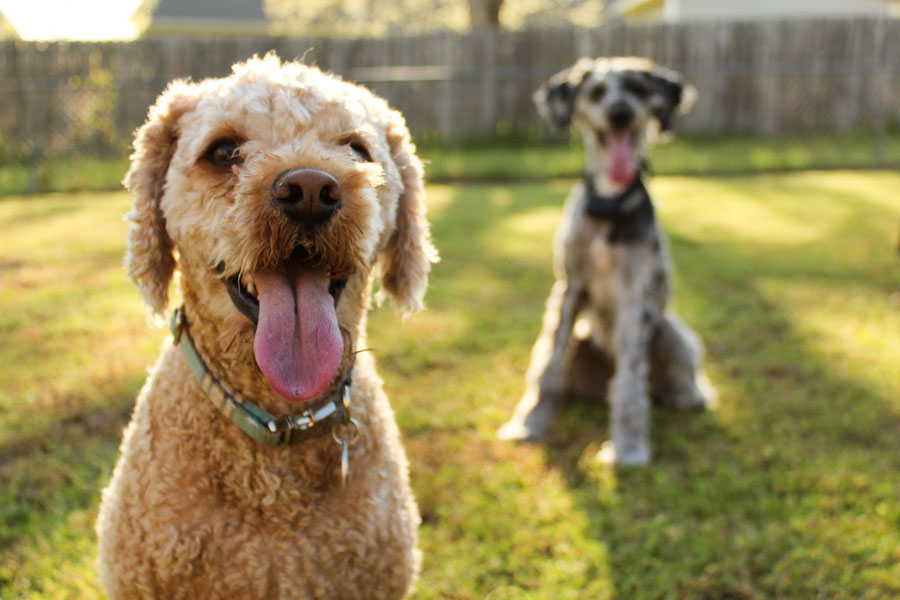two happy dogs outdoors, pet professionals working together