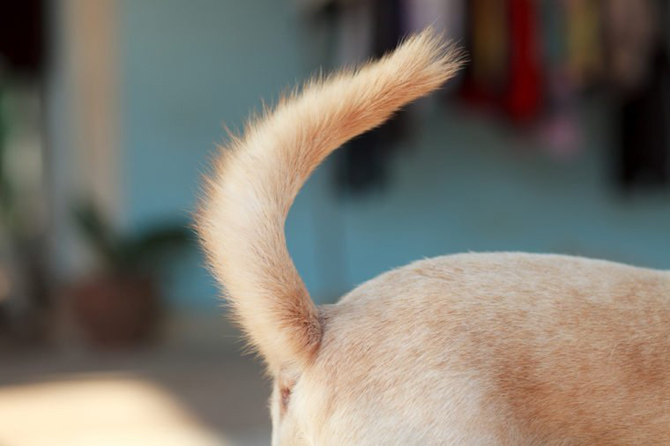 close-up dog's tail