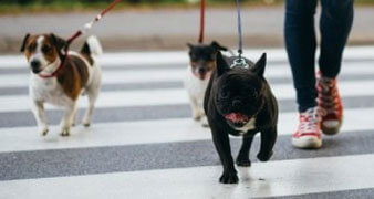 Dog walker with dogs crossing the road