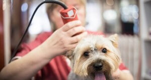 Dog being clipped