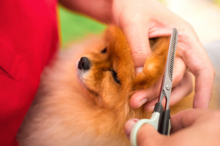 Groomer Clipping Dogs Nails