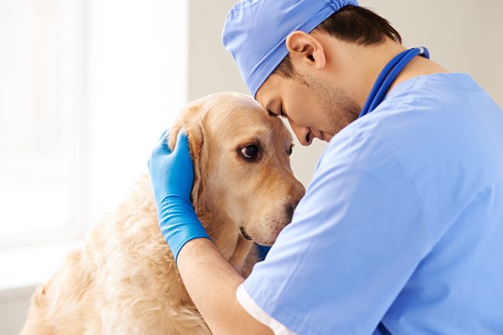 Vet showing sympathy for dog