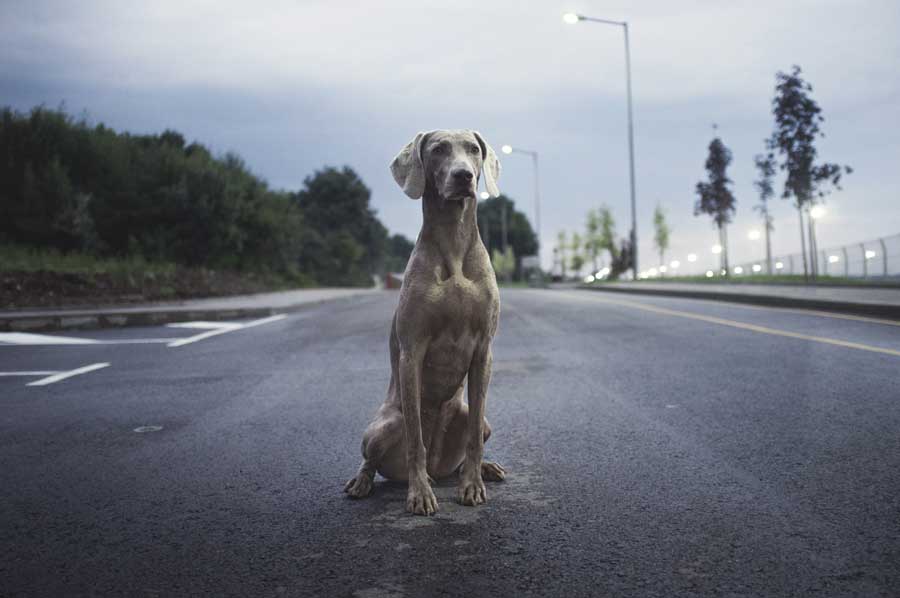 grey dog sitting on road