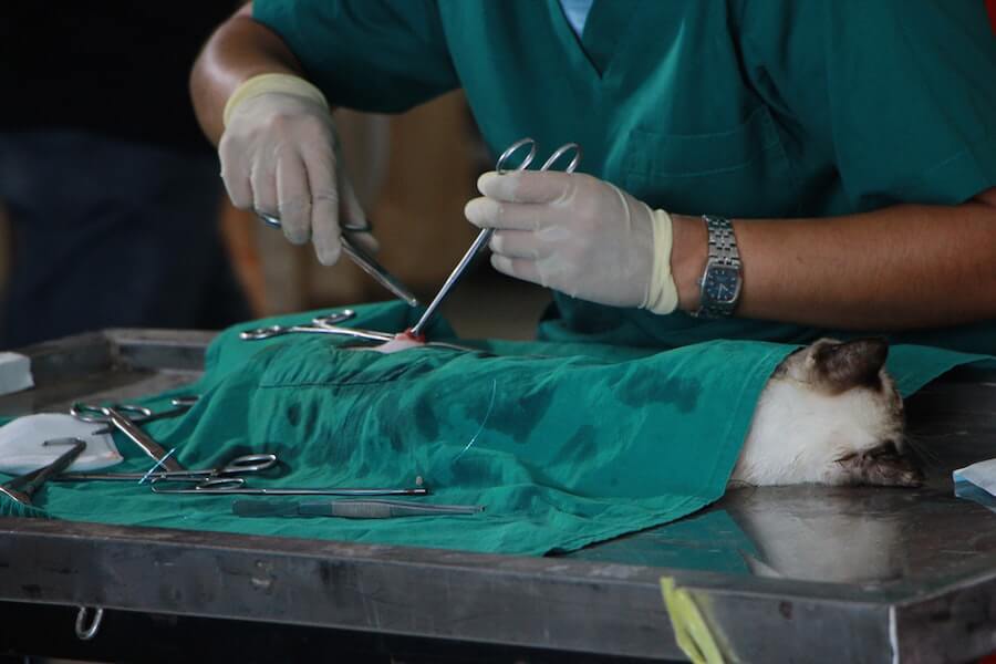 Vet operating on a cat