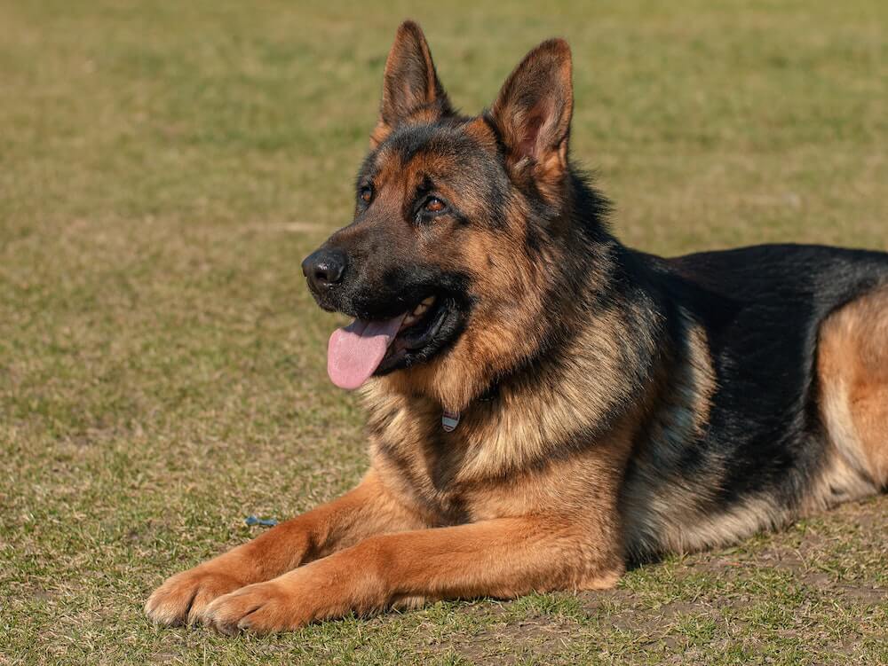 Dog training | German Shepherd