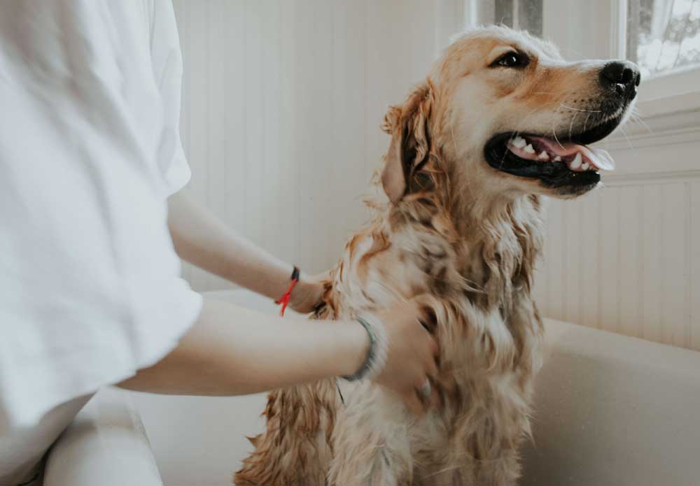 Golden Retriever being washed | dog grooming