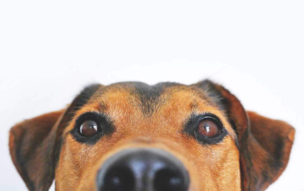 Close up of dog's nose